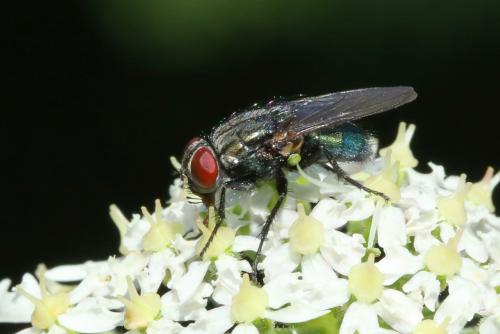Réf. 288 139 : Bellardia sp.